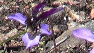 Viola pedata bicolor with bee [upl. by Larner]