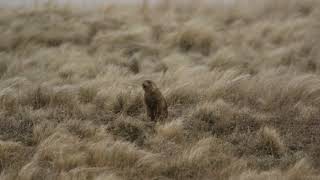 Prairie Dog Mating Call [upl. by Eixam689]