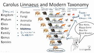 1312 Carolus Linnaeus and Modern Taxonomy [upl. by Eibocaj112]