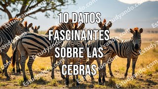 10 Datos Fascinantes sobre las Cebras [upl. by Frazer]