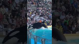 SeaWorld Orlando dailyvlog nature animals orlando animallover orcas sea sealife explore [upl. by Raquela]