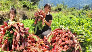 Harvest the garden of red radishes and bring them to the market to sell  Living with nature [upl. by Eilyac]