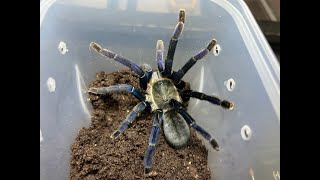 Cyriopagopus lividus Cobalt Blue Tarantula near miss re house [upl. by Eneloc]