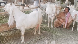 Gulabi Goats Complete Documentary [upl. by Eemak]