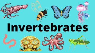 The Diversity of Invertebrates [upl. by Ecnarolf968]