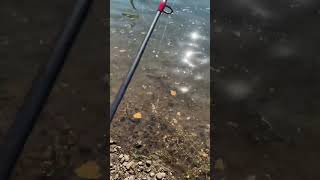 How to catch SUNFISH the EASIEST way fish fishing catchandrelease pumpkinseeds sunfish [upl. by Adaline]