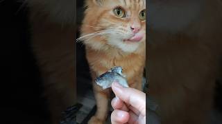 Cute cat eat fish so happy  lahapnya kucing lucu makan ikan shorts anakkucinglucuimutgemesin cat [upl. by Holli980]