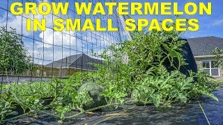 Grow Watermelon In Containers The Easy Way In Less Space [upl. by Puett]