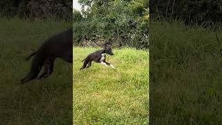 Italian greyhound 9 months old female running slo mo and normal mode greyhound italiangreyhound ￼￼ [upl. by Brantley]