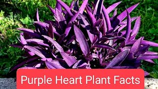 Purple Hearts Plant Facts Beauty Hanging Plant [upl. by Ulphi]