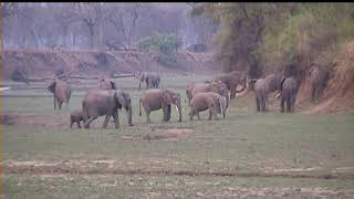 Elephants near Mfuwe lodge [upl. by Nolham]