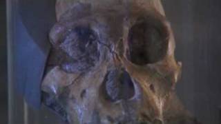 Australopithecus Sediba at the ESRF [upl. by Ajiram]