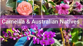 Planting Camellia Australian Natives tour Training on TrellisContainer ideas Happy Home Garden [upl. by Janeen879]