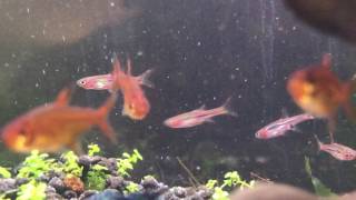 Ember Tetra Chili Rasbora Fish CloseUp [upl. by Francesco706]