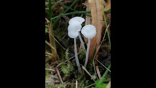 helmovka bělostná Hemimycena candida prilbovec kostihojovýBeinwurzScheinhelmling [upl. by Nosaes]