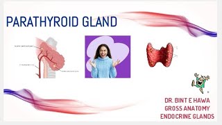 Parathyroid gland gross anatomy Endocrine system module DrNajeebLecturesJr [upl. by Htabazile132]