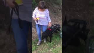 silla de ruedas para perro grande con problemas de movilidad en patas traseras [upl. by Onitnevuj866]