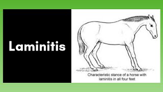 Laminitis [upl. by Porta]