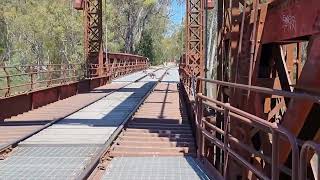 Kangaroos move onto Old Tocumwal bridge as Murray River rises to major flood levelNovember 2022 [upl. by Inoj]