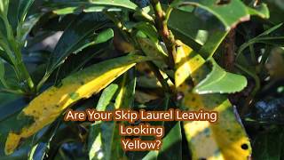 Skip Laurels Some Leaves Turning Yellow [upl. by Esiom]