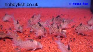 Hobby Fish  Milton Keynes  Corydoras punctatus  Spotted Catfish [upl. by Streeter548]