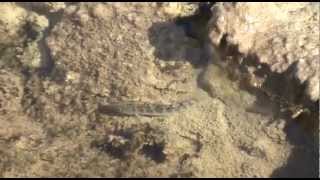 Death Valley Pupfish at Salt Creek [upl. by Fabrin]