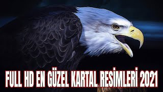 En Güzel Kartal Resimleri Full HD Kara Kartal 2021 [upl. by Garey]