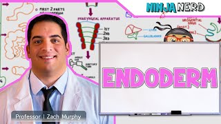 Embryology  Endoderm [upl. by Haman810]