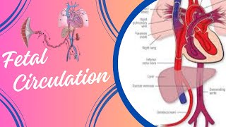 Fetal Circulation [upl. by Cadmarr]