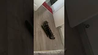 Cat jumps in surprise after spotting cucumber in Henan [upl. by Nylyahs]