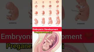 Cute baby growing in moms belly ❤️🤰shortvideo pregnancy cutebaby placentaanterior [upl. by Nonnahsal]