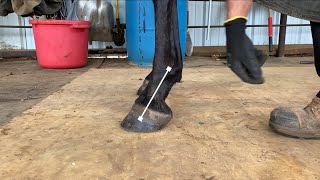 Proper heel length when trimming a horse [upl. by Mairim88]