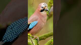 Elusive Eurasian Jay  One of the UKs Most Colourful Birds shorts [upl. by Nagar]