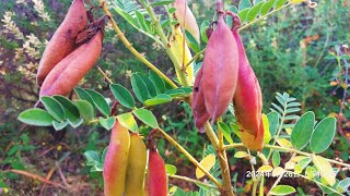 Astragalus Membranaceus [upl. by Brear794]