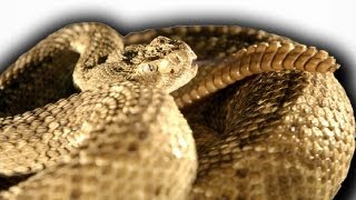 Slow Motion Rattlesnake  Slo Mo  BBC Earth Explore [upl. by Luzader]