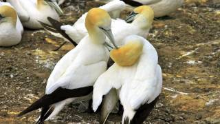 ✿ ڿڰ ✿ AUSTRALASIAN GANNET NESTING COLONY ✿ ڿڰ ✿ [upl. by Eisinger]