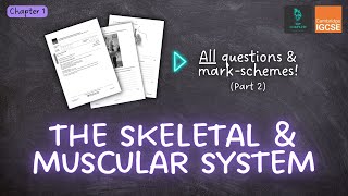 QUESTIONS A ANSWERS amp MARK SCHEMES  Skeletal amp Muscular System Ch 1  IGCSE PE exam revision [upl. by Cassius545]