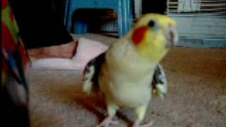 Cockatiel Sings Andy Griffith Song [upl. by Aisel400]