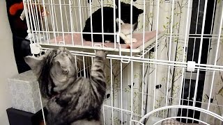 子猫のケージ～使用前安全チェックを買って出る先住猫 Cat’s New Cage Inspection [upl. by Fenelia]