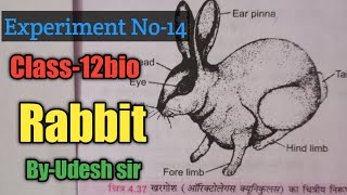 Rabbit  Oryctolagus cunniculus  Experiment No 14  class12 biology ByUdesh sir [upl. by Orv]