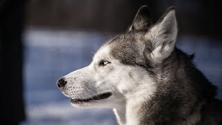 Unlocking the Intelligence of Huskies Through IQ Testing and Brain Teasers [upl. by Sivla]