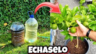 CÍTRICOS con  FLORACIÓN 🍋 FRUTOS y Crecimiento con este abono casero orgánico para plantas y huerto [upl. by Ecyarg]