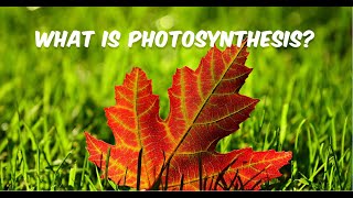 What is Photosynthesis [upl. by Ullyot]