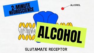 2Minute Neuroscience Alcohol [upl. by Llebanna]