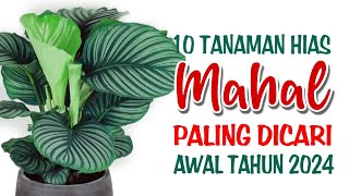 10 Tanaman Hias Mahal Paling Dicari di Awal Tahun 2024 [upl. by Willet233]