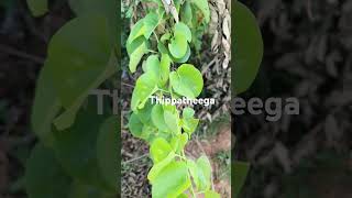 Tippa teega upayogalu agriculture farming plants gardening [upl. by Dygall]