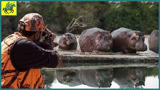 How Do Americas Top Hunters Hunt The Giant Ferocious Hippo  Wild Boar Hunting [upl. by Maddock]