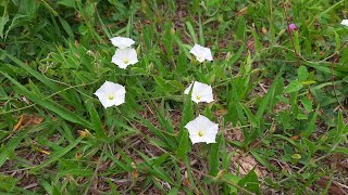 Convolvulus crenatifolius  Correhuela  Flora argentina [upl. by Amlez]