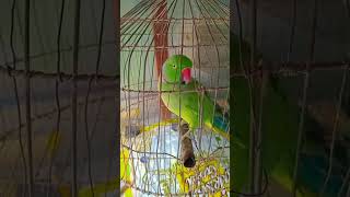 parrot Ai re ai tiye [upl. by Ecirtram]