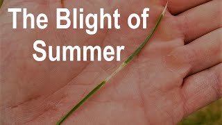 How to Cure Leaf Blight in Grass  Learn What Causes Leaf Blight and Prevent it from Returning [upl. by Fransen]